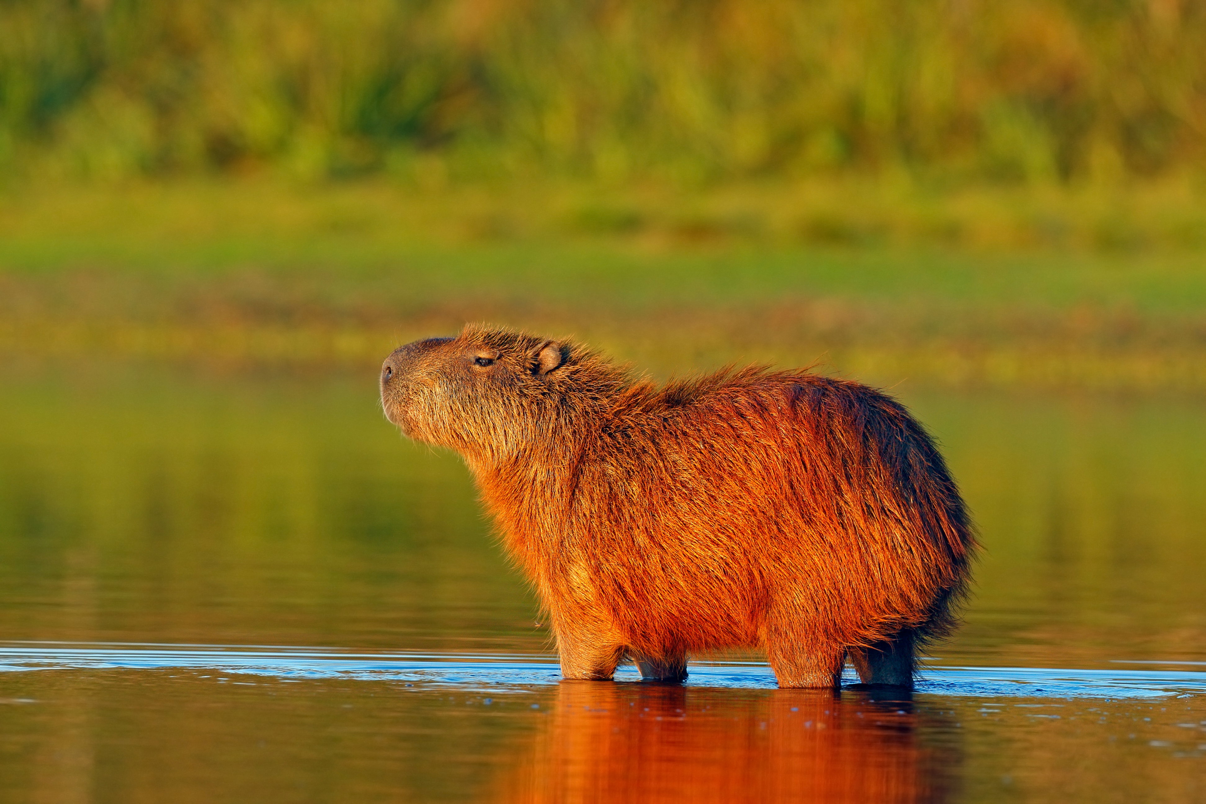 Capybara, Brazil