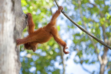Baby Orangutan swinging in the jungle, Borneo, Malaysia