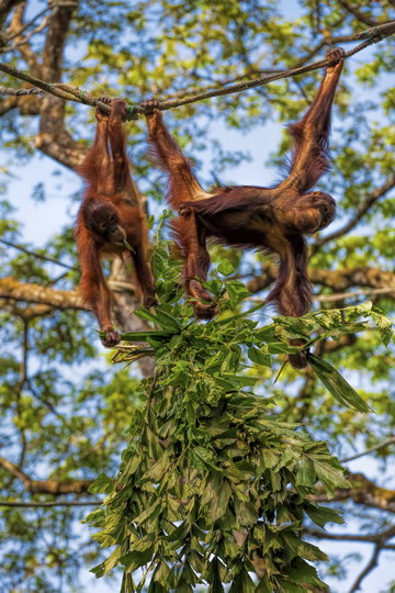 Sabah Nature Trails