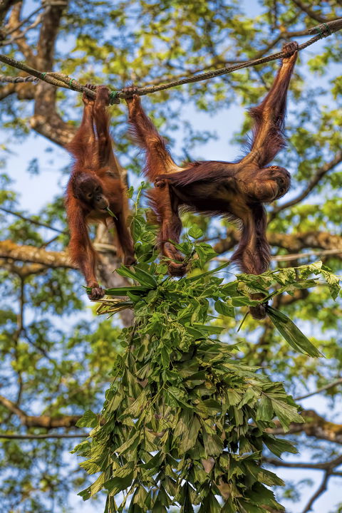 Sabah Nature Trails