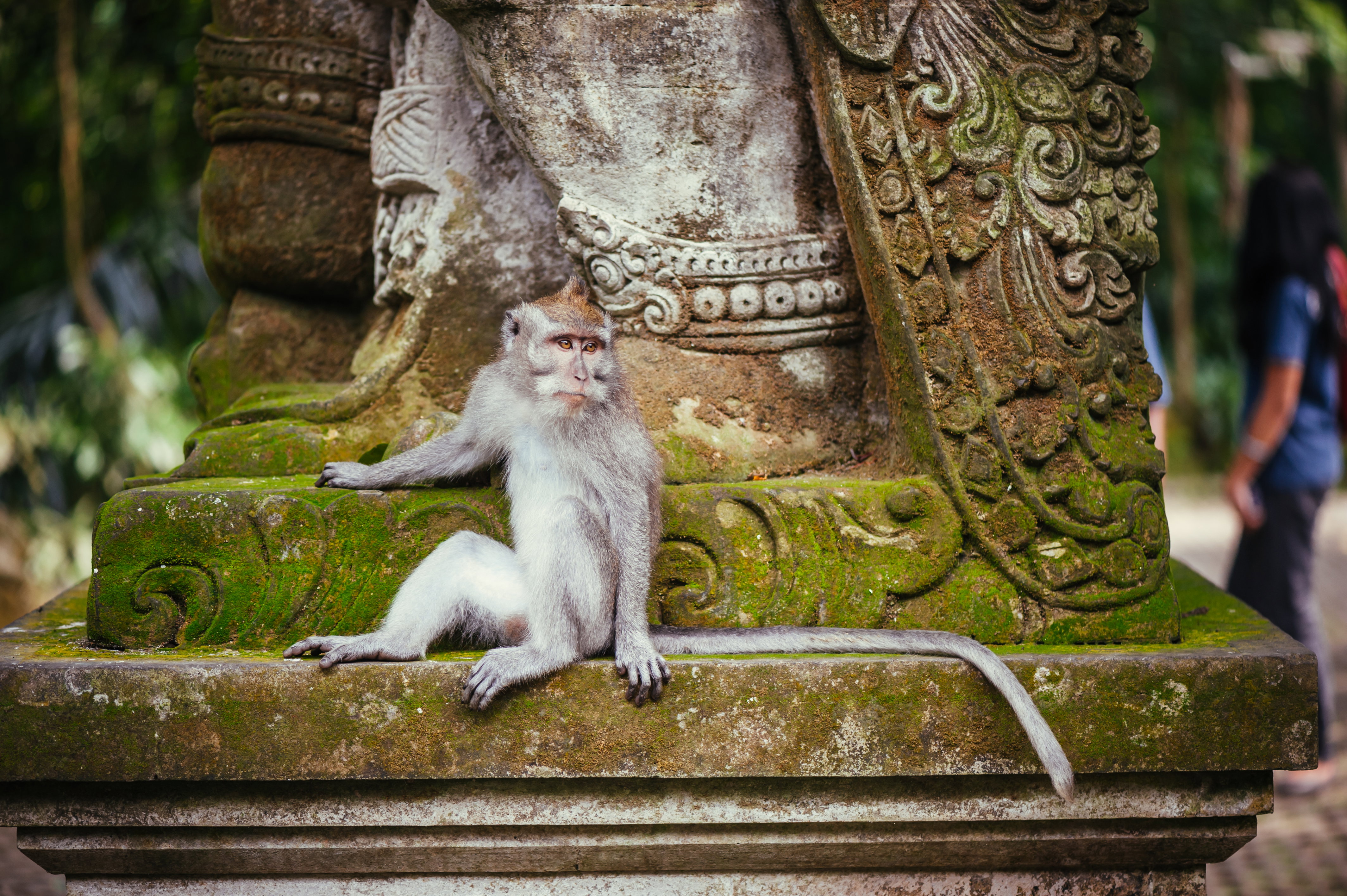 A monkey in Bali