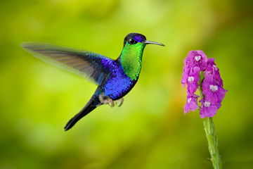 A green and blue hummingbird in flight is close up with wings blurred observing some bright pink flowers, Costa Rica