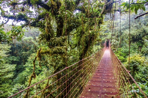 Monteverde Cloud Forest Reserve
