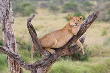 A lioness lay down within the branches of a tree with her head rested on one arm, with one arm dangling down below her, Lake Manyara National Park, Tanzania