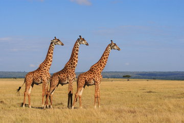 East Africa Highlights