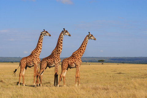 East Africa Highlights
