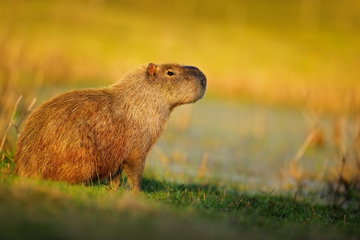A close-up of a large, brown, hairy rodent (capybara) enjoying some evening light on the grass during sunset in Pantanal, Brazil