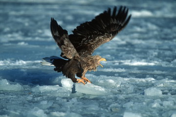 A stellar’s sea eagle landing on some sea ice after a flight in Hokkaido, Japan.