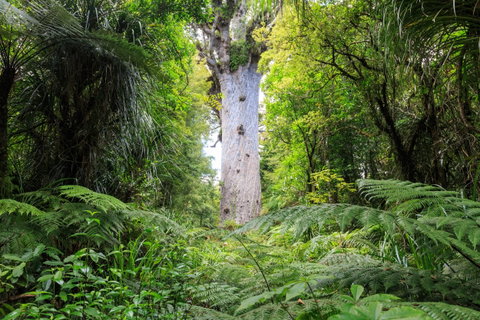 Waipoua Forest