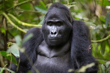 An enormous black mountain gorilla sits among the verdant forests of Rwanda