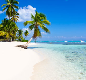 A relaxing tropical beach of white sand, blue water and clear sky where palm trees rest peacefully, Tobago.