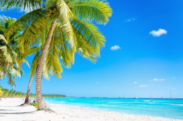 Exotic palm trees standing tall and bright blue sky on a sunny day in Barbados.