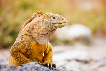 Galapagos with Silversea
