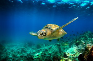 Galapagos Cruises