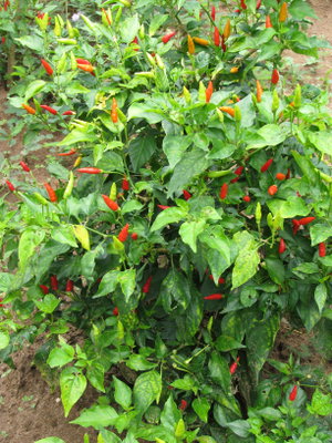 Private Spice Tour