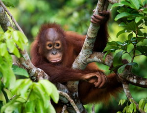 Malaysia & Borneo