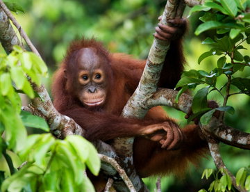 An orangutan sits perched between branches of a tree surrounded by leaves, Borneo Malaysia.