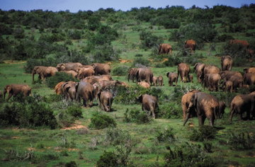 Luxury Cape Town & Eastern Cape Safari