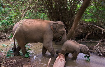 Elephant Encounters