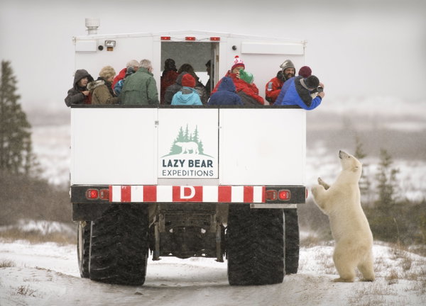 Lazy Bear Lodge - Ultimate Polar Bear Adventure