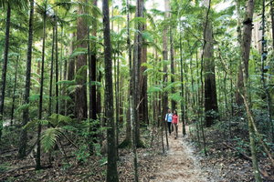 Fraser Island (K'Gari), Noosa & The Sunshine Coast