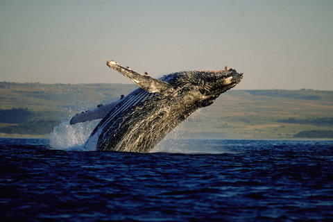 Hermanus & Gansbaai