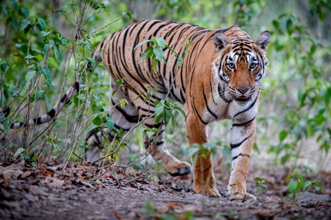 Kanha National Park