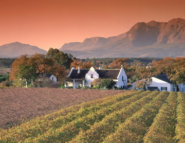 A vineyard in the Cape Winelands with a peaceful dusk red sky, quaint Cape Dutch homestead buildings and hazy mountains imposing in the background, South Africa