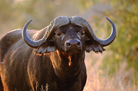 Kuzuko Private Game Reserve