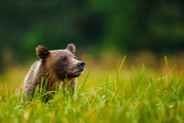 Brown bear standing amongst long green grass as it gazes dreamily into the distance, Western Canada.