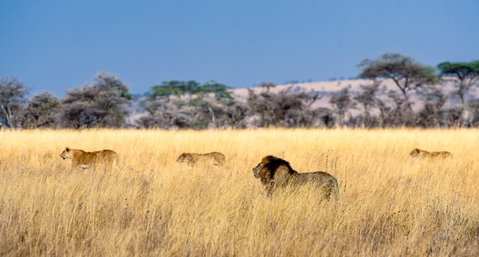 Central Serengeti