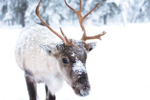 Santa & Lapland Holidays