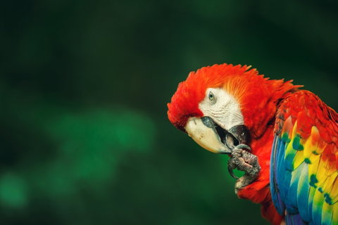 Los Llanos & the Amazon Rainforest