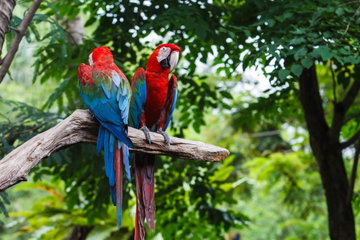 Red-and-green macaws, also known as the green-winged macaws perched on a tree branch in the Amazon