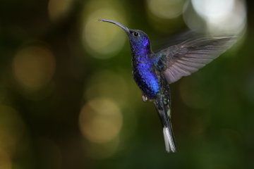 Close-up of a purple hummingbird (Violet Sabrewing) hovering in the air against a blurred background in Monteverde Cloud Forest, Costa Rica