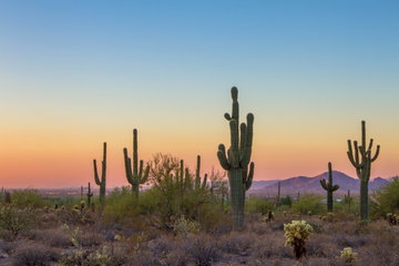 A patch of cacti rise from the desert floor as the silhouette of a mountain range sits in the background below dusky orange sky in the Grand Canyon, Arizona