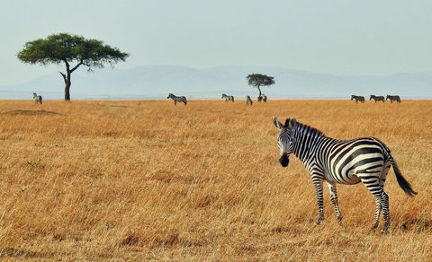 Kenya Safaris holidays