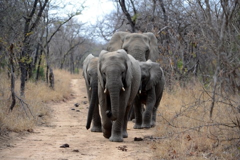 Kapama Private Game Reserve