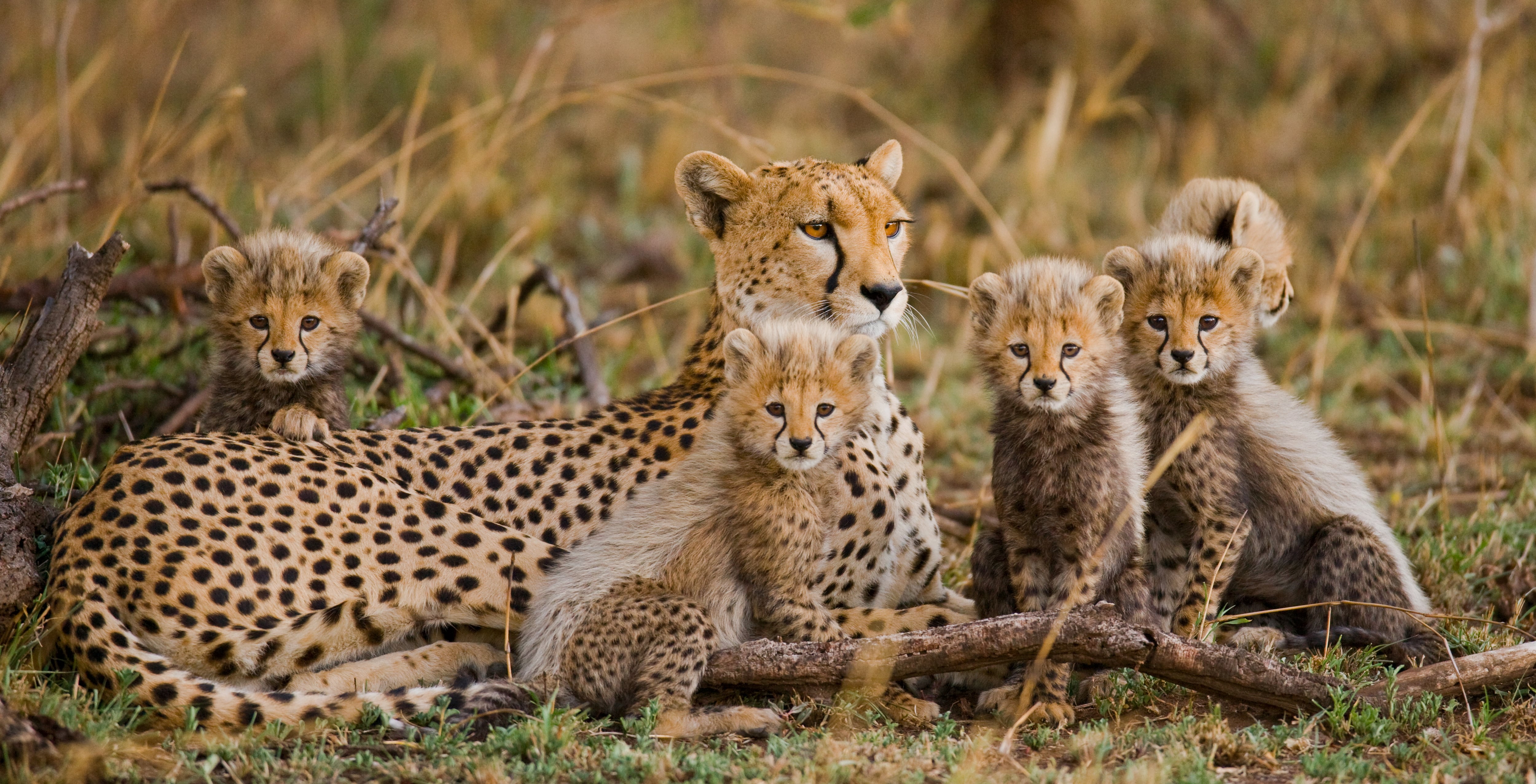 A family of cheetahs staring directly into the camera surrounded by the bush.