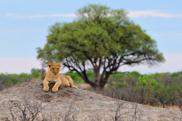 Lion cub resting on a termite mount in Hwange National Park, Zimbabwe.