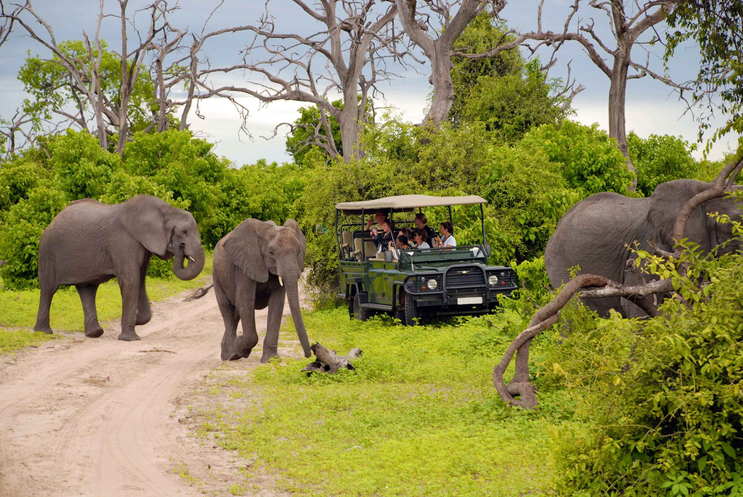 Elephants on safari in Chobe National Park, Botswana