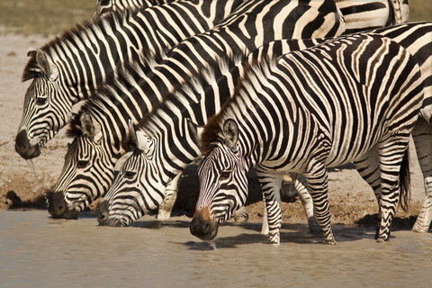 Safari Holidays holidays