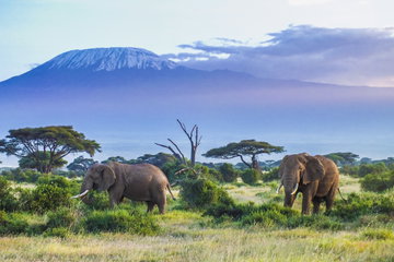 A pair of elephants wander through the long grasses and bushy trees with Mt. Kilimanjaro rising high in the distance, Amboseli National Park Kenya