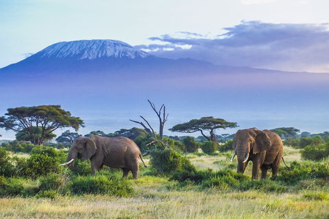 Amboseli National Park