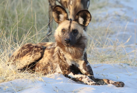 Tanzania's Southern Wilderness