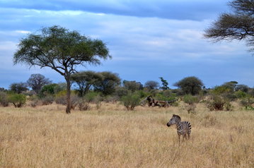 A lonely zebra amongst the vast grassy savannah, with large trees dotted around Tarangire National Park, Tanzania