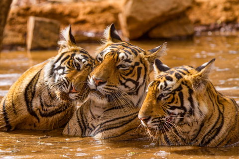 India Wildlife holidays