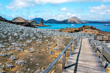 View from a walkway across volcanic scenery littered with white skeletal plants to Pinnacle Rock and the sea in the distance on Bartolome Island, Galapagos, Ecuador