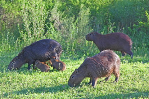 Iberá Wetlands