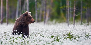 Western Canada